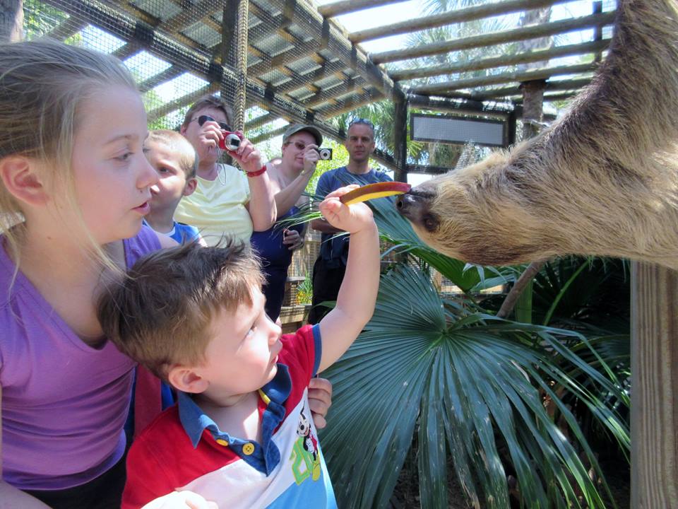 Sloth encounter at Wild Florida
