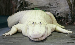alligator