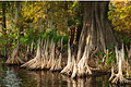 everglades