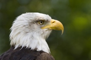 bald eagle
