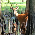 deer_smaller