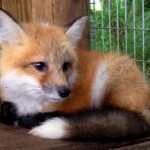 fox_smaller