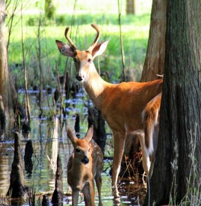 deer_smaller