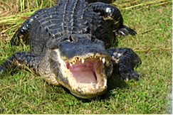 alligator