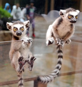 Lemurs-282x300