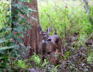 White-Tailed Deer