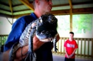 caring for alligators