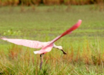Orlando Airboat Tours - Roseate Spoonbill