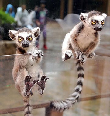 baby lemurs at wild florida