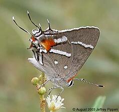 scrubhairstreak