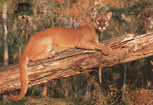 Creature Feature: Spotlight on the Florida Panther