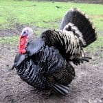 turkey_smaller