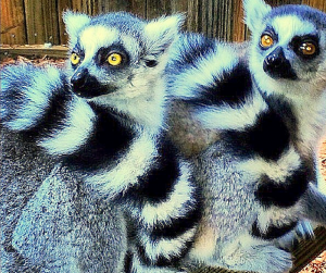 lemurs at wild florida