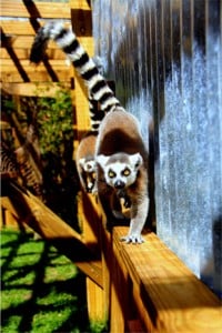 ring-tailed-lemur