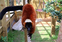 red-ruffed-lemur