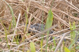 alligator mating