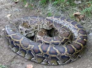 burmese-python-picture1