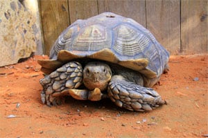 Tortoise