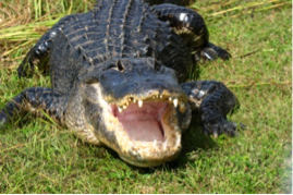 alligator