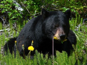 black-bear-80637_1280