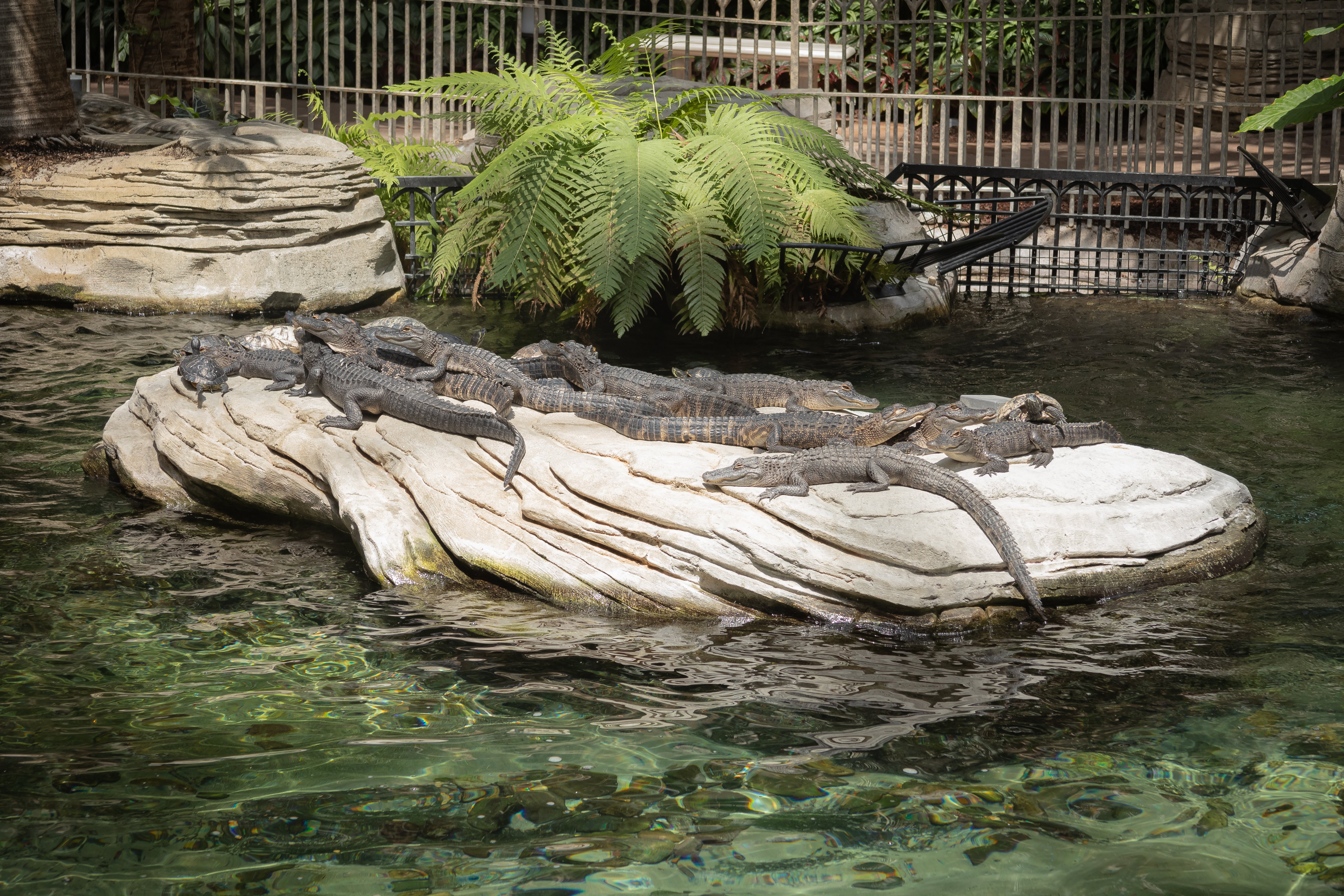 Gators on a rock at the Wild Florida exhibit at Gaylord Palms