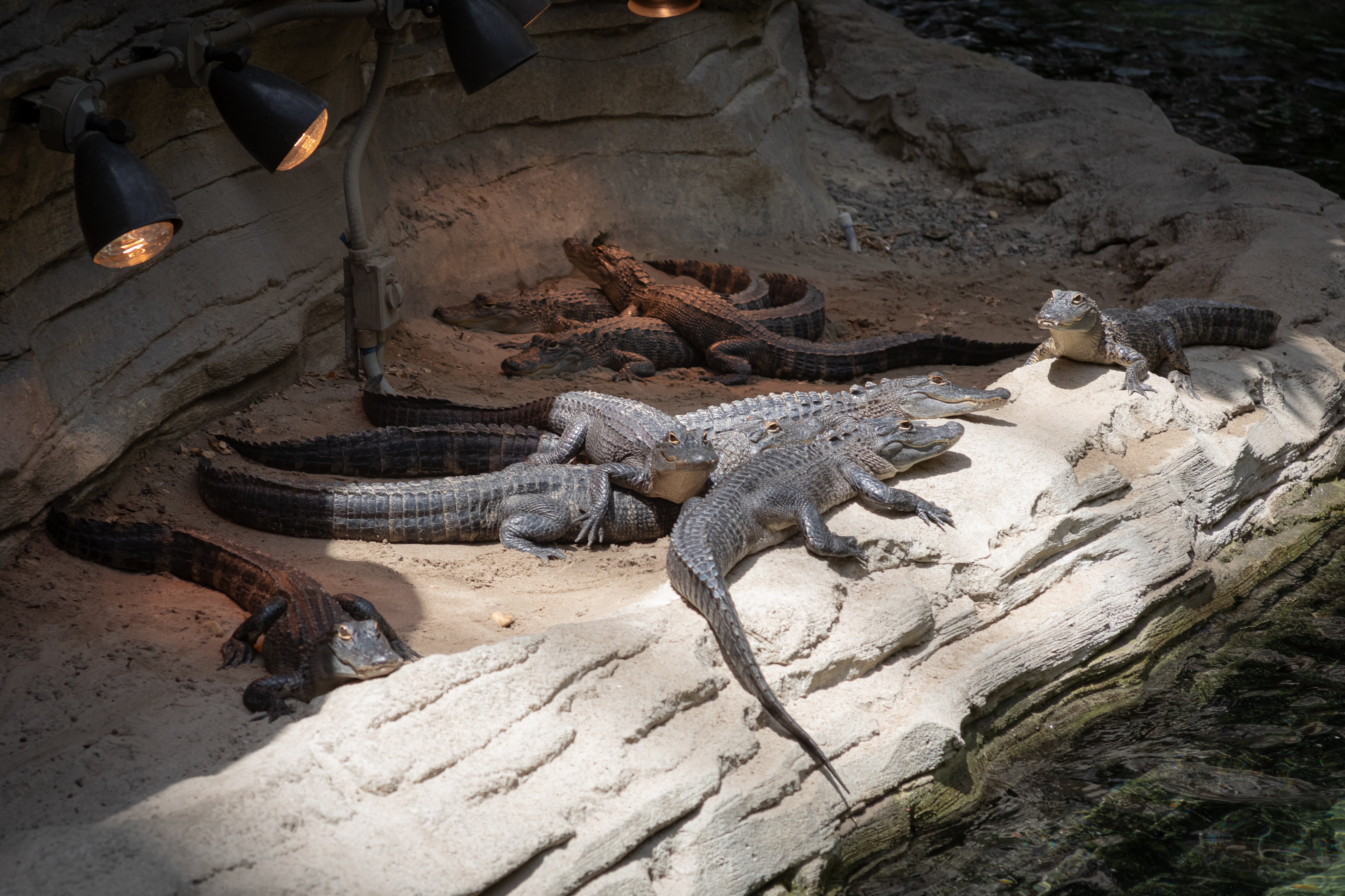 Gators on a rock under heat lamps at the Wild Florida exhibit at Gaylord Palms