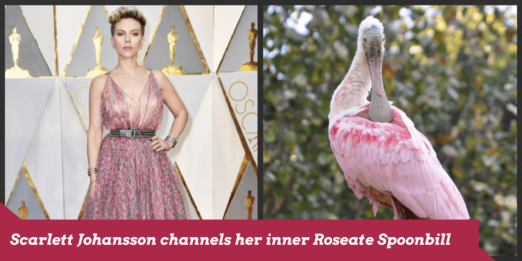 Scarlett Johansson channels her inner Roseate Spoonbill