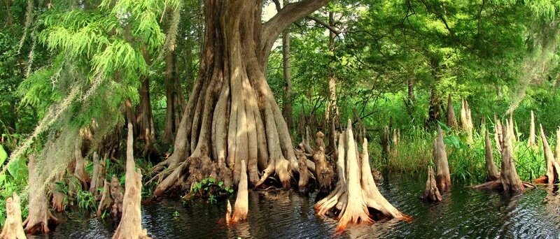 Understanding the Everglades food chain on a Florida airboat ride Biology Diagrams