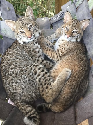 Bobcats at Wild Florida