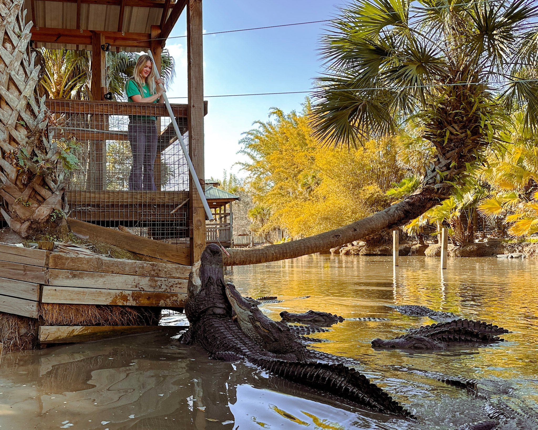 A girl feeding a Florida gator at Wild Florida during a gator encounter.