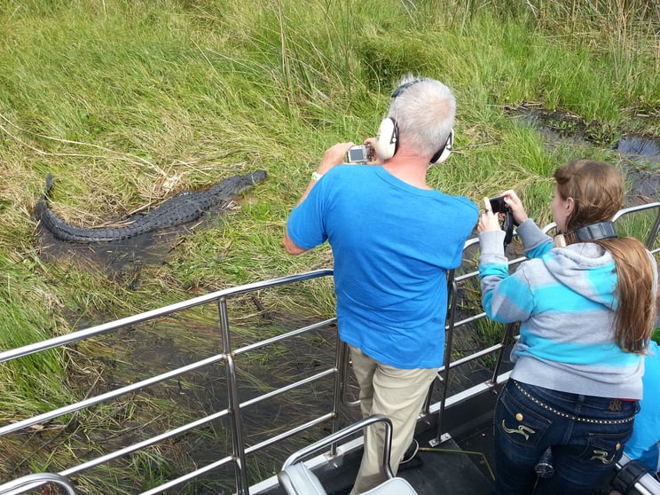 Alligator on airboat ride