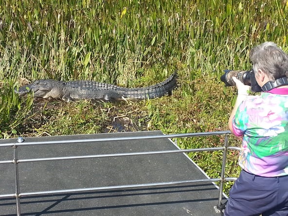 Alligator on an airboat ride