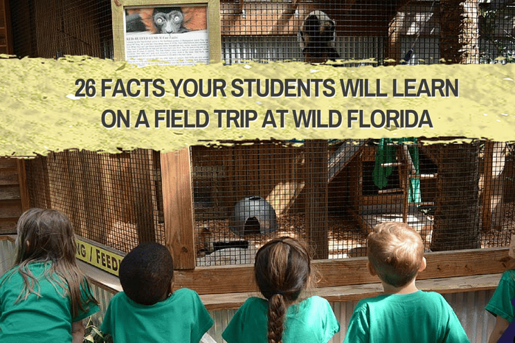 28_facts_your_your_students_will_learn_on_a_field_trip_at_Wild_Florida-1.png