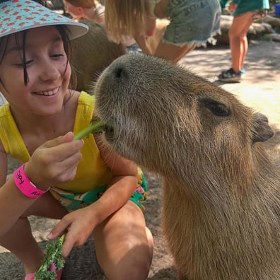 Young girl hand-feeding a capybara a leafy green during a Wild Florida animal encounter.