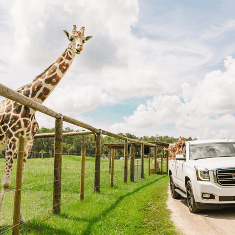  Young girls reaching out to a reticulated giraffe from a car at Wild Florida’s Drive-thru Safari Park.
