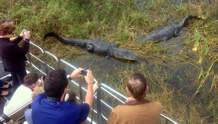 people taking photos of gators while on an orlando airboat tour