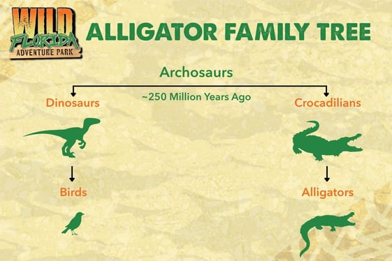 Simple chart from Wild Florida Adventure Park showing alligators and birds evolving from archosaurs, with dinosaurs and crocodilians on separate branches.