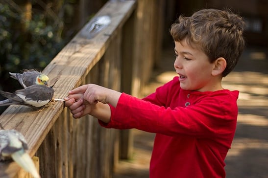 orlando aviary