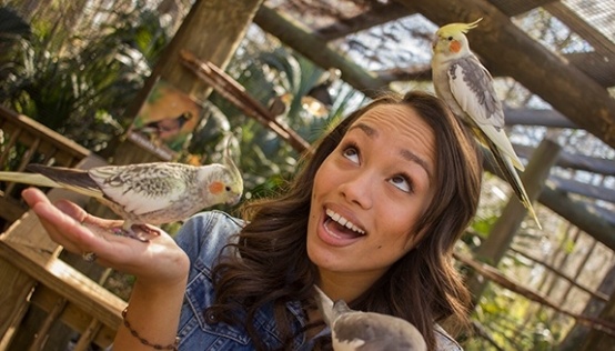 Woman playing with small birds in bird aviary at Wild Florida 