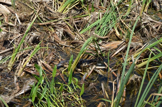 Baby gator at Wild Florida.