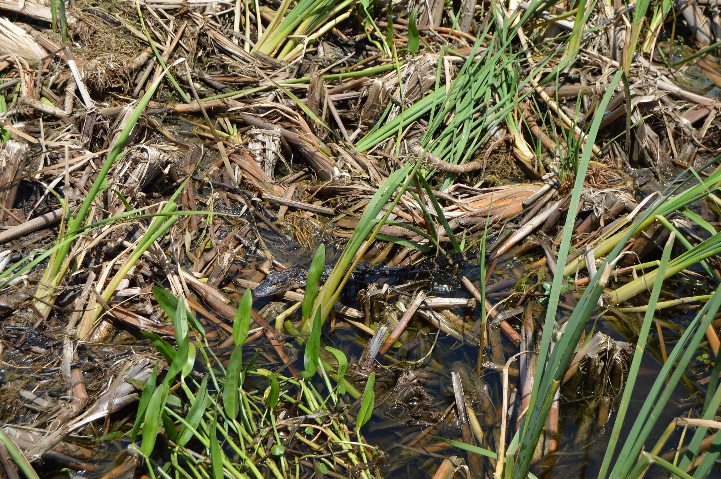 Baby gator at Wild Florida