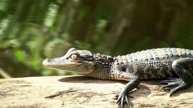 Baby Gator