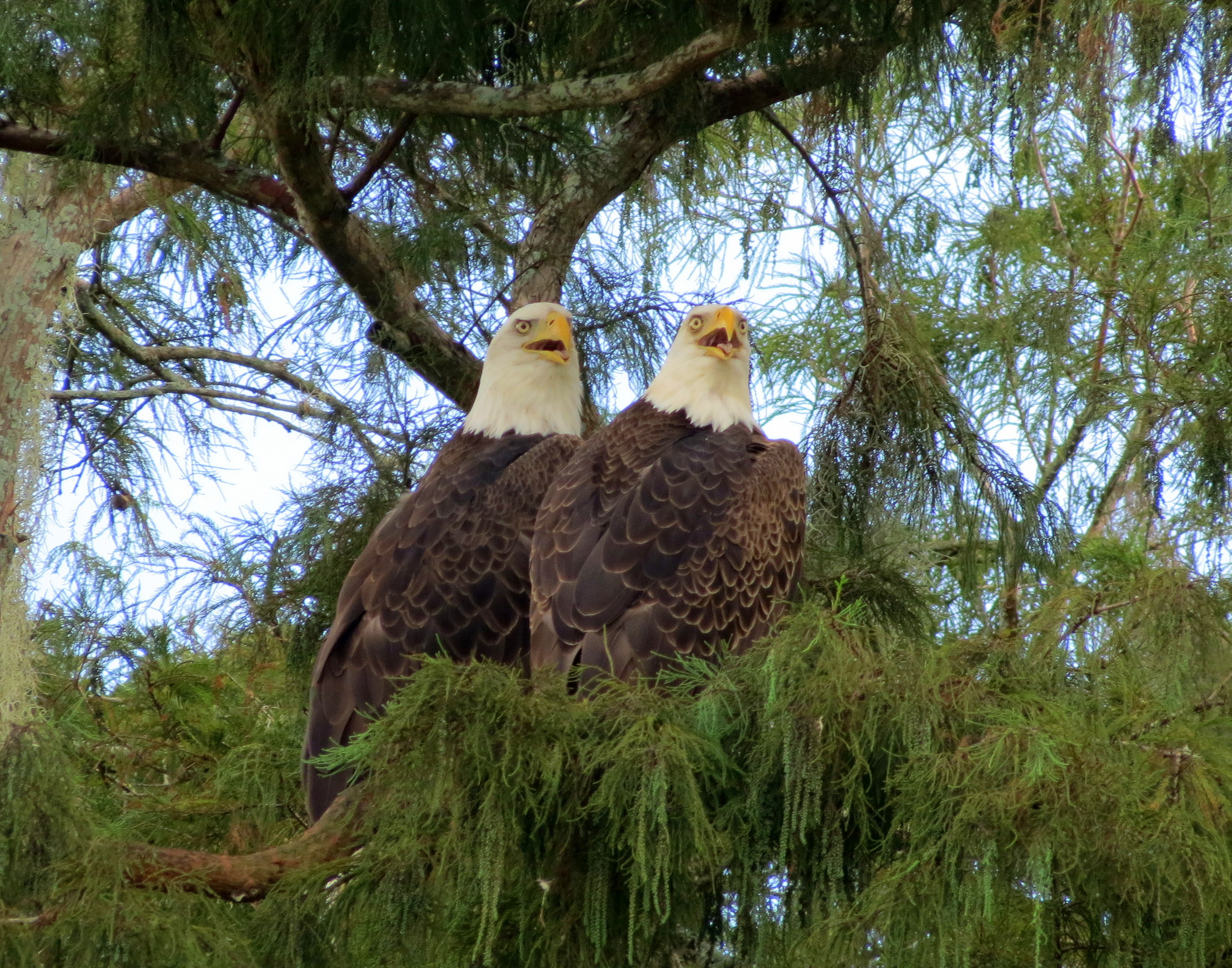 Eagle nest airboat 2025 tours belle glade