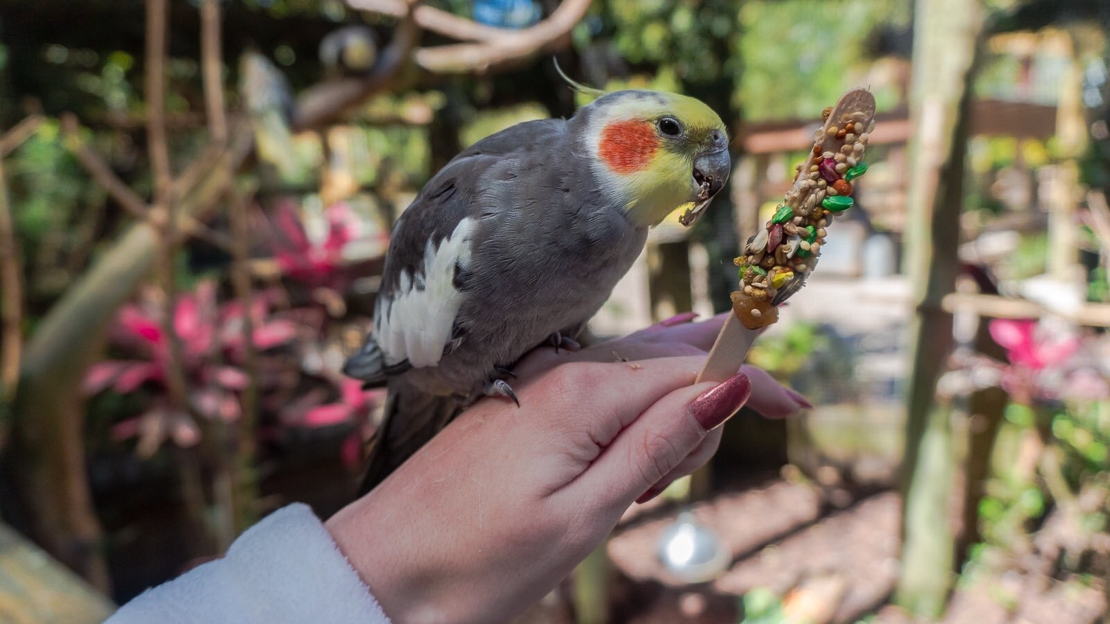 Bird Aviary at Wild Florida