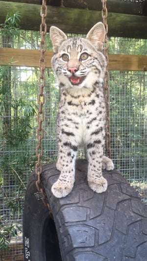 bobcat for a pet