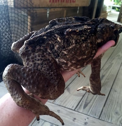 cane toad at Wild Florida