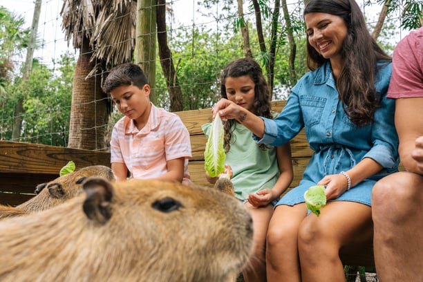 Capybara Encounter