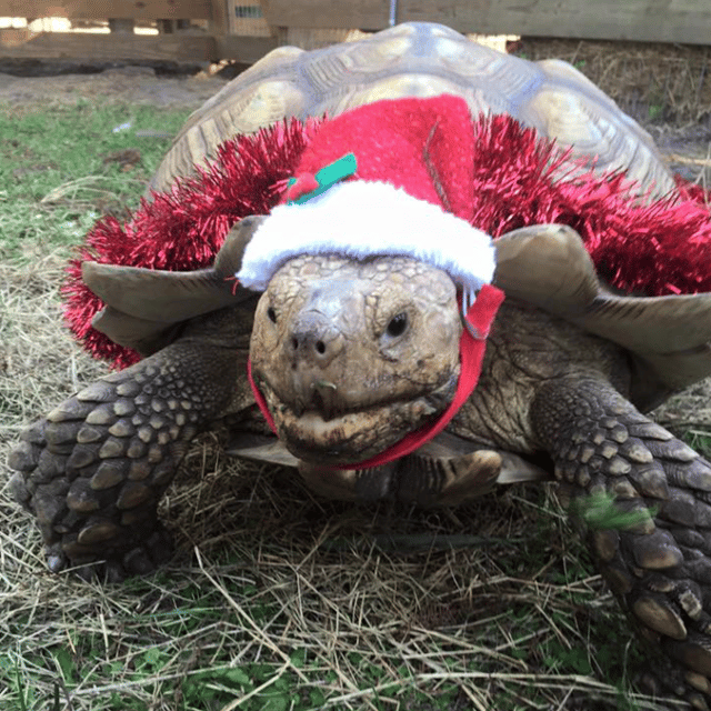 Christmas_Sulcata_Tortoise.png