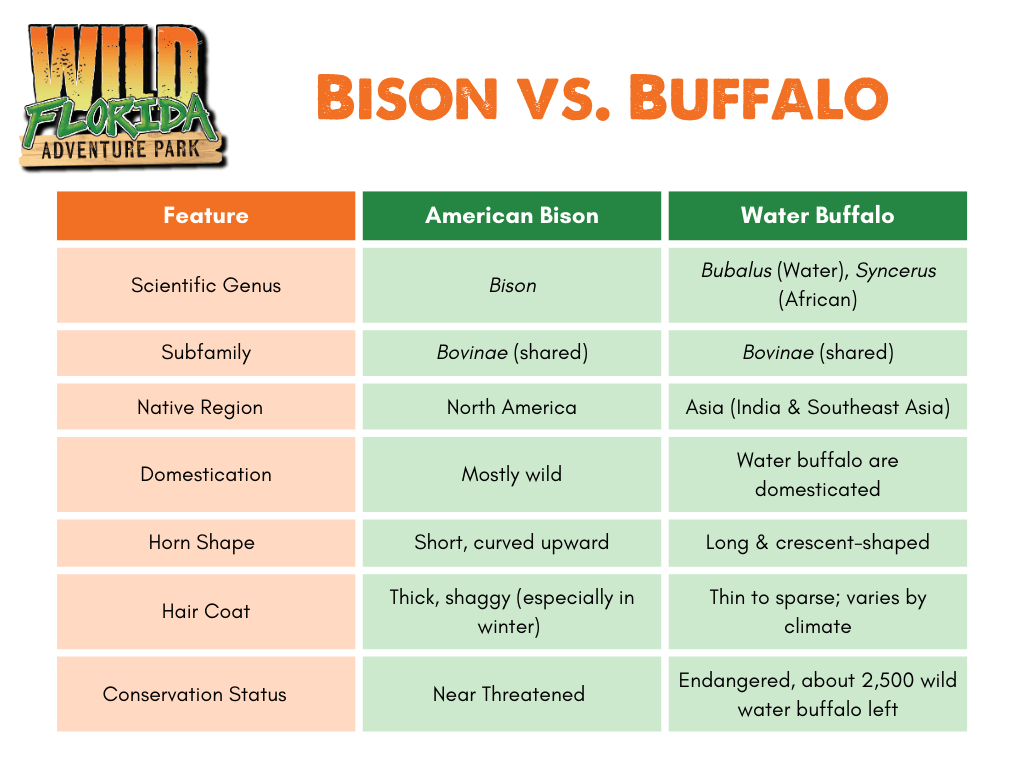 A table comparing American Bison versus water buffalo, showing key differences and similarities from Wild Florida Adventure Park.