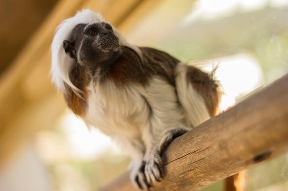 Cotton Top Tamarin